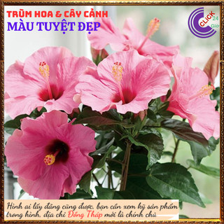 Chậu hoa râm bụt màu hồng cánh đơn bông bụp thái đại hồng hoa cẩm quỳ⌛Siêu Thị Hoa Và Cây Giống