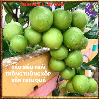 Cây Táo Siêu Trái Trồng Thùng Xốp Vẫn Trĩu Quả To gấp 3 lần giòn ngọt💍 SHOP PP ONLINE CLICK 24 GIỜ