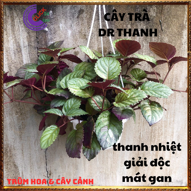 2 CHẬU CÂY TRÀ DR THANH THƠM NGON GIẢI ĐỘC BÁN TỰ CẢNH DỄ TRỒNG⏰TRÙM HOA VÀ CÂY CẢNH