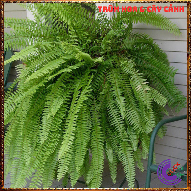 CÂY DƯƠNG XỈ LÁ ME TRANG TRÍ ĐẸP VỊ THUỐC HAY SỨC SỐNG MẠNH LIỆT⏰ Hoa Mười Giờ Bonsai & Phụ Kiện
