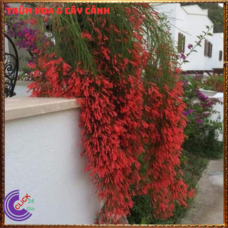 CHẬU CÂY LIỄU TƯỜNG ĐỎ HOA LẠ MẮT DỄ TRỒNG RỰC RỠ QUANH NĂM ️🔖 SHOP PP ONLINE CLICK 24 GIỜ