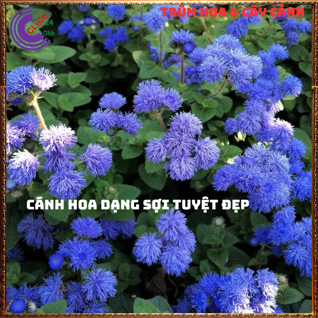 Chậu hoa CÚC LAM QUAN cúc sợi tím siêu đẹp dễ trồng nở quanh năm ⏰ Hoa Mười Giờ Bonsai & Phụ Kiện
