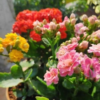[NỞ 4 MÙA] - Hạt giống hoa sống đời KÉP mix nhiều màu