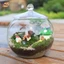 Bình trồng cây Perfk Trang trí 6.30 '' Hộp đựng thực vật thủy tinh cho muối