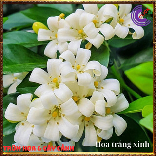 Cây nguyệt quế hoa thơm ngát nở xua đuổi tà khí mang lại tiền tài 💍 SHOP PP ONLINE CLICK 24 GIỜ