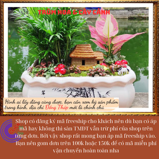 Chậu Dừa tụ thân mini có nhiều cây con, Cau tiểu trâm để bàn💍 SHOP PP ONLINE CLICK 24 GIỜ