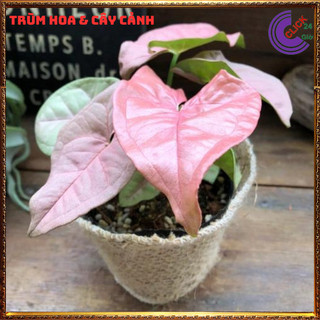 Chậu trầu bà hồng phú quý trồng trong nhà cây để bàn màu dễ thương 💍 SHOP PP ONLINE CLICK 24 GIỜ