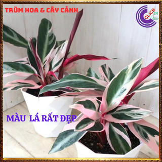 Chậu Hồng Quân Tử Cây Trồng Trong Nhà Cây Hồng Yến Màu Siêu Đẹp ️️🥁 MiMa market