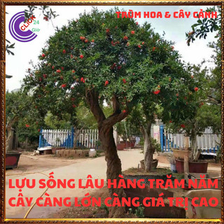 Cây Lựu Đỏ Quả To Ngọt Cao 60cm Đang Có Hoa Loại Siêu Trái Quanh Năm💍 SHOP PP ONLINE CLICK 24 GIỜ