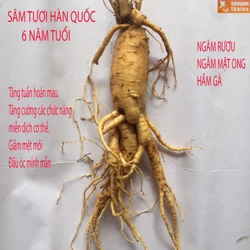 1 Củ Lớn Sâm Tươi Hàn Quốc 6 Năm, Nhân Sâm Hàn Quốc, có tác dụng chống mệt mỏi, sâm tươi-PP Sâm Yến Thái An