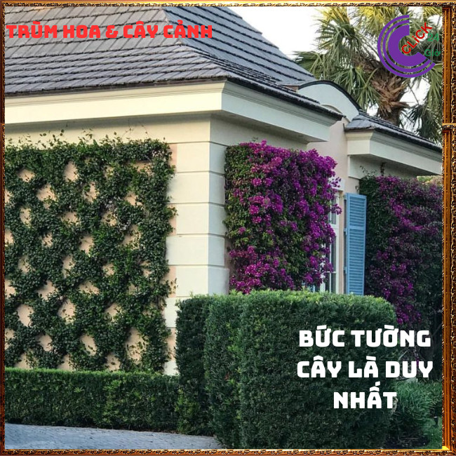 combo 2 chậu thằn lằn dây leo tường sáng tạo ấn tượng ⏰TRÙM HOA VÀ CÂY CẢNH