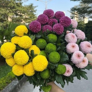 [NỞ 4 MÙA] - Hạt Giống Hoa Cúc Ping Pong Mix 15 màu Loại dễ trồng tỉ lệ nảy mầm 98%