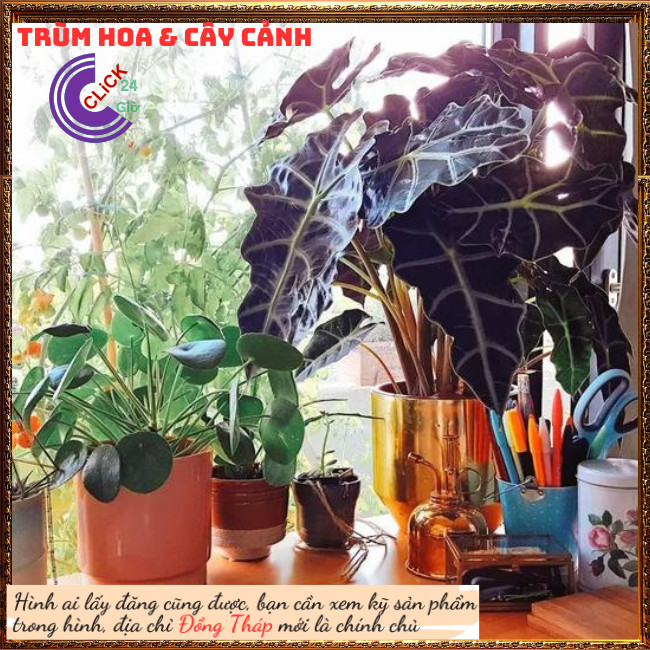 Chậu môn quan âm lá hình tim siêu cuốn hút mang đến điều tốt lành⏰ TRÙM HOA VÀ CÂY CẢNH