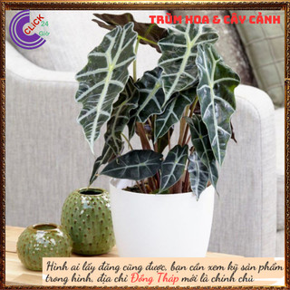 Cây trầu bà quan âm lá hình tim siêu cuốn hút mang đến điều tốt lành🕰 Yêu Nhà Yêu Hoa