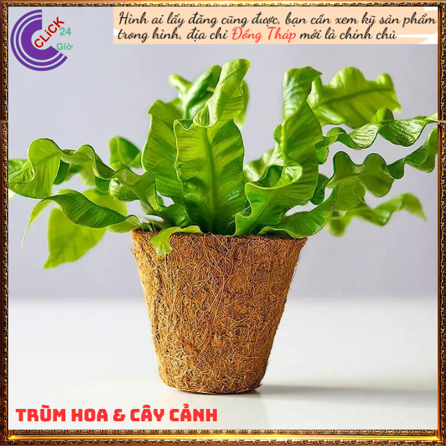 Cây ráng ổ phụng nhún mới lạ độc đáo trồng trong nhà nhiều lợi ích ⏰ TRÙM HOA VÀ CÂY CẢNH