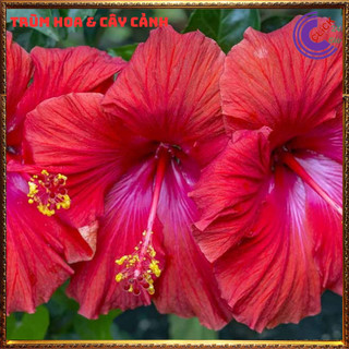Cây hoa dâm bụt thái màu đỏ cánh đơn bông bụp đại hồng hoa cẩm quỳ to💍SHOP PP ONLINE CLICK 24 GIỜ