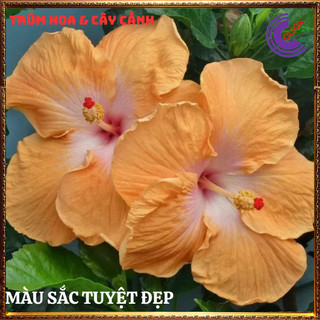 Cây hoa dâm bụt thái vàng mơ cánh đơn bông bụp đại hồng hoa cẩm quỳ to🕰Yêu Nhà Yêu Hoa