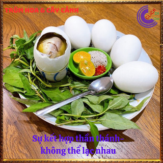 Chậu rau răm gia vị đem lại hương vị đặc biệt cho món ăn thủy liễu 🕰Yêu Nhà Yêu Hoa