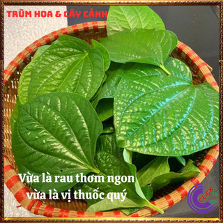 Chậu rau lá lốt hương vị thơm ngon ăn nên vị thuốc 🕰Yêu Nhà Yêu Hoa