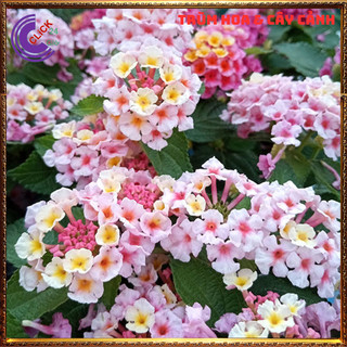 CÂY NGŨ SẮC HỒNG PHA LÊ TRỌN BỘ SƯU TẬP 50 MÀU TRÂM ỔI THƠM NGÁT ️💎 Siêu Thị Hoa