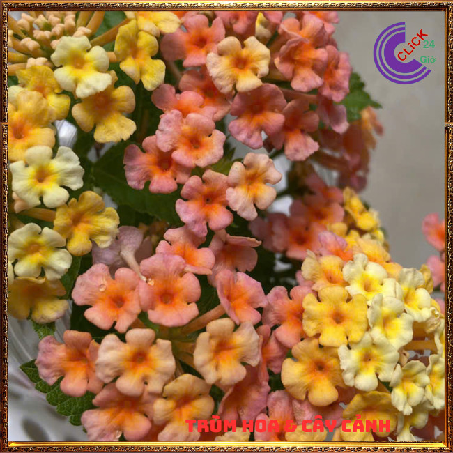 CÂY NGŨ SẮC VÀNG CAM MƠ TRỌN BỘ SƯU TẬP 50 MÀU TRÂM ỔI THƠM NGÁT ⏳ Hoa Mười Giờ Bonsai & Phụ Kiện