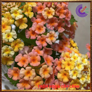 CÂY NGŨ SẮC VÀNG CAM MƠ TRỌN BỘ SƯU TẬP 50 MÀU TRÂM ỔI THƠM NGÁT ️💎 Siêu Thị Hoa
