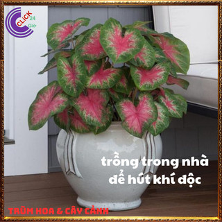 CHẬU MÔN ĐỐM ĐỂ BÀN LÀM TIỂU CẢNH XINH XẮN️️🥁MiMa market