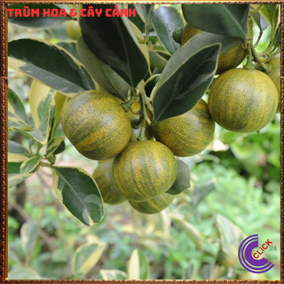 CHẬU QUẤT CẨM THẠCH CÂY TẮC, CÂY HẠNH THÁI SỌC ĐẸP ⏰ Hoa Mười Giờ Bonsai & Phụ Kiện