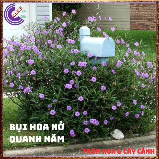 CHẬU HOA CHIỀU TÍM NHẤT XINH TÍM DẠ YẾN THẢO MEXICO NỞ QUANH NĂM⏰ TRÙM HOA VÀ CÂY CẢNH