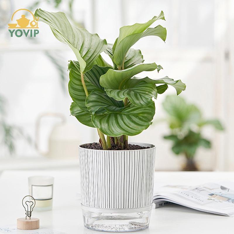 YOVIP Chậu cây tự tưới nước trong suốt có hộp đựng nước Chậu hoa Cây xanh er cho sân vườn Trang trí cây cảnh VN
