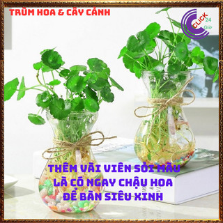 2 chậu cỏ đồng tiền để bàn may mắn xanh mướt xinh xắn rau má nhật⌛ Siêu Thị Hoa Và Cây Giống
