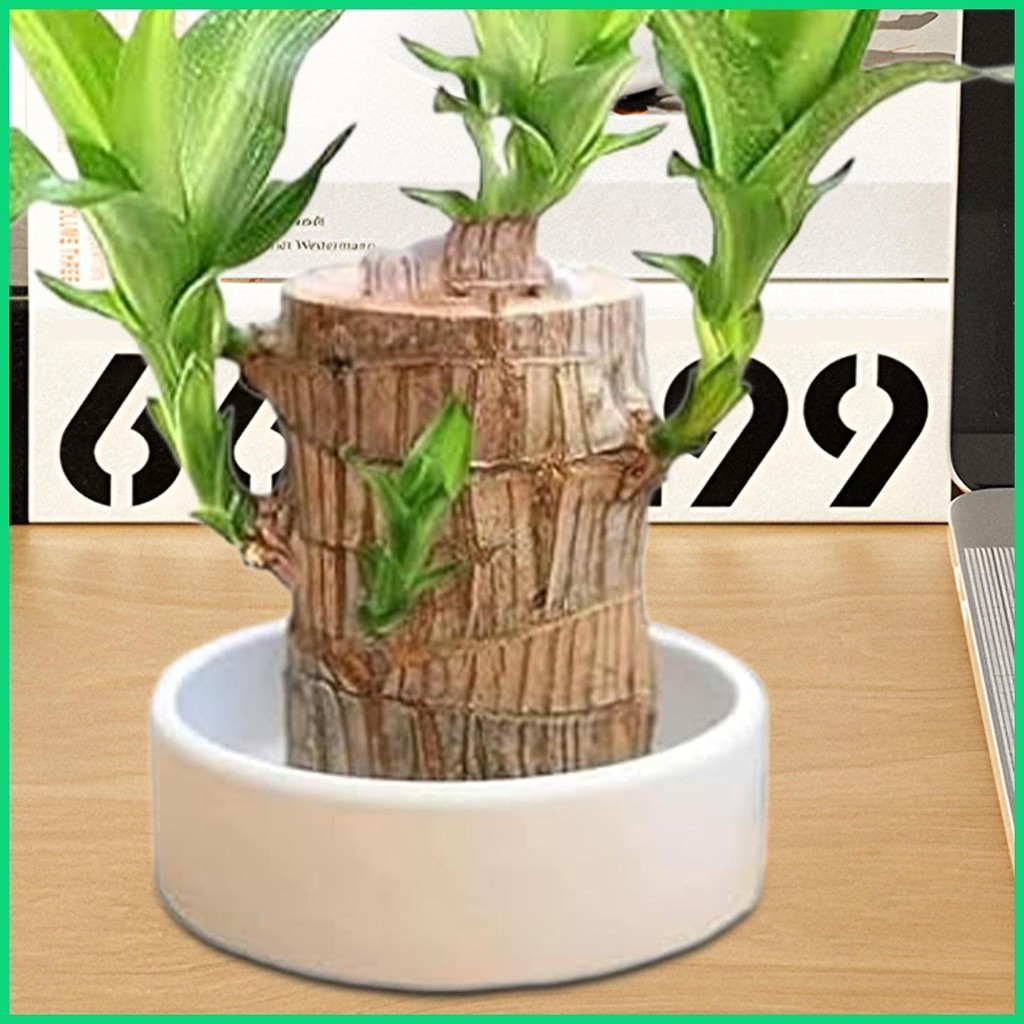 Giá Đỡ Lọ Hoa Pallet Gỗ Brazil Trắng Giá Đỡ Khay Đĩa Thực Vật Chậu Đế Gỗ Brazil Khay Trang Sức Khay jiwvn