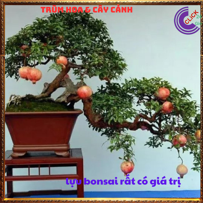 Cây Lựu Kiểng Mini Làm Bonsai Giao Cây Nguyên Bản Chưa Uốn⏰ Hoa Mười Giờ Bonsai & Phụ Kiện