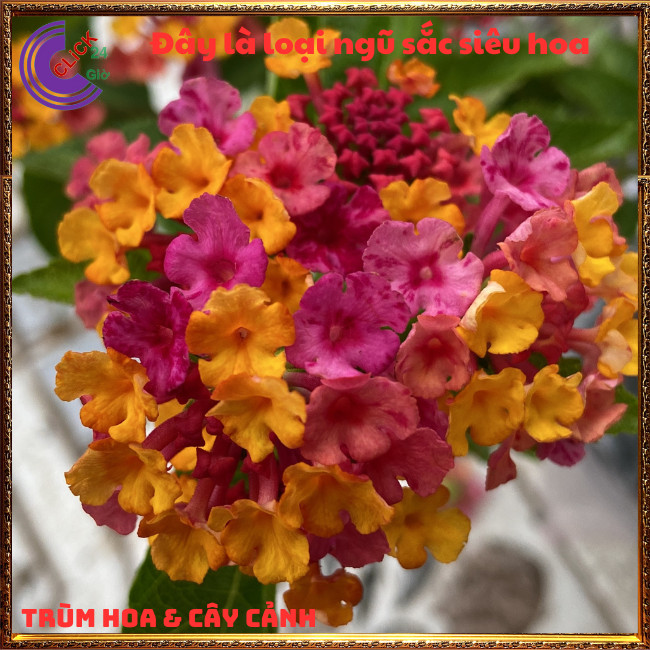 CHẬU TRÂM ỔI TÍM VÀNG THƠM NGÁT BỘ SƯU TẬP NGŨ SẮC 50 MÀU RỰC RỠ⏳TRÙM HOA VÀ CÂY CẢNH