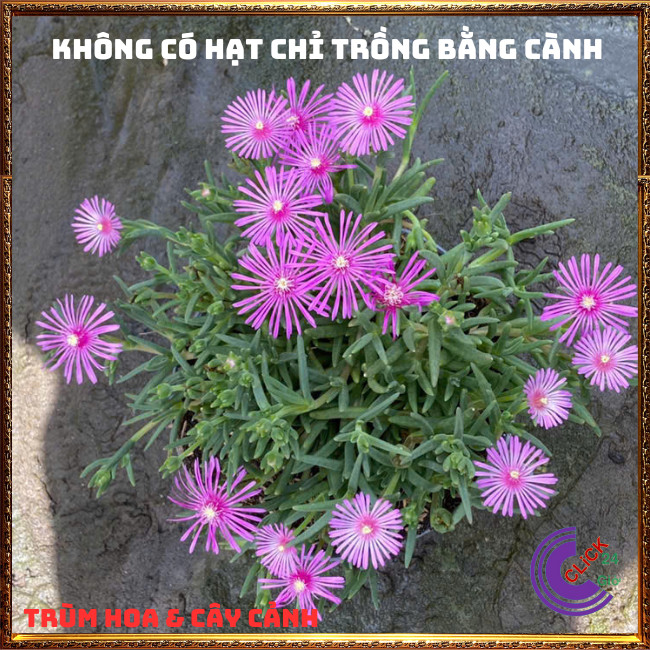 CÂY HOA MƯỜI GIỜ HÀN QUỐC ĐẸP LẠ SIÊU CƯNG NỞ CẢ NGÀY⏰TRÙM HOA VÀ CÂY CẢNH
