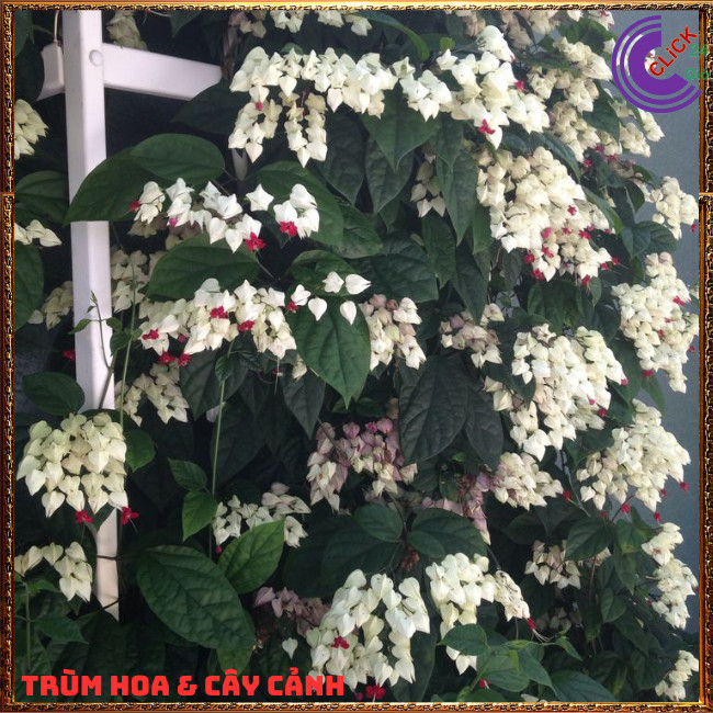 CHẬU HOA NGỌC NỮ TRẮNG SIÊU DỄ TRỒNG KHÔNG CẦN KỲ CÔNG CHĂM SÓC ⏰ TRÙM HOA VÀ CÂY CẢNH