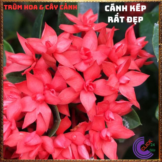 CHẬU HOA MẪU ĐƠN SEN BÔNG TRANG SEN CÁNH KÉP NỞ RẤT LÂU TÀN GIỐNG MỚI📕TRÙM HOA VÀ CÂY CẢNH