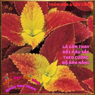 Chậu Lá Gấm Hoàng Hôn Màu Tuyệt Đẹp Tía Tô Cảnh Mới Lạ Trồng Đâu cũng đẹp🌺 BẢO HÀNH CÂY GIỐNG VÀ HOA CHUẨN