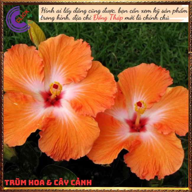 Chậu hoa râm bụt Cam cánh đơn bông bụp thái đại hồng hoa cẩm quỳ to⏰TRÙM HOA VÀ CÂY CẢNH