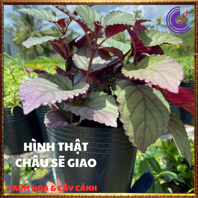 2 CHẬU CÂY TRÀ DR THANH THƠM NGON GIẢI ĐỘC BÁN TỰ CẢNH DỄ TRỒNG⏰TRÙM HOA VÀ CÂY CẢNH