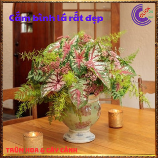 CHẬU MÔN ĐỐM KIỂNG ĐỂ BÀN HÚT KHÍ ĐỘC TIỂU CẢNH XINH XẮN⏰Hoa Mười Giờ Bonsai & Phụ Kiện