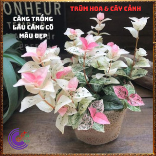 COMBO 2 CHẬU THẰN LẰN CẨM THẠCH TUYỆT ĐẸP DÂY LEO TƯỜNG XINH XẮN🕰Yêu Nhà Yêu Hoa