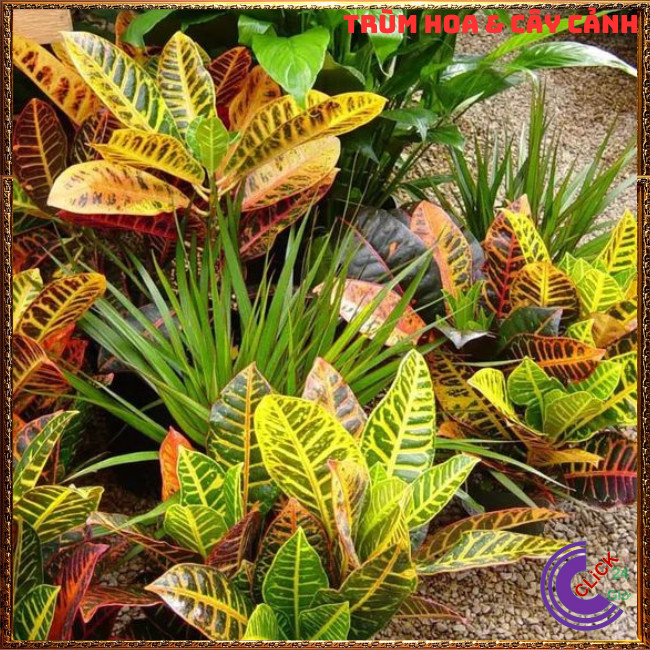 CHẬU CÂY VÀNG ANH LÁ MÍT SIÊU LỌC KHÍ ĐỘC CÂY TRỔ VÀNG BẠC CẦU VỒNG⏰{{store}]