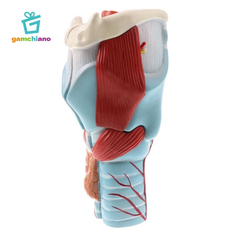 Gamchiano Magnification 2X Human Pharynx Larynx Model - 5 bộ phận có thể tháo rời, Đồ dùng sống động,