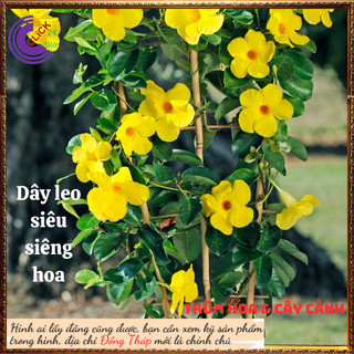 Chậu hoa huỳnh đệ vàng chói rực rỡ hoa leo đẹp siêu hoa dễ trồng🕰 Yêu Nhà Yêu Hoa
