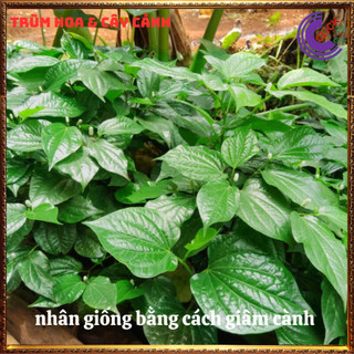 Chậu rau lá lốt hương vị thơm ngon dược liệu quý dùng nhiều cần trồng ️️🥁MiMa market