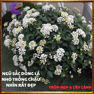 CÂY NGŨ SẮC TRẮNG KEM TRỌN BỘ SƯU TẬP 50 MÀU TRÂM ỔI THƠM NGÁT ✳️ Yêu Nhà Yêu Hoa