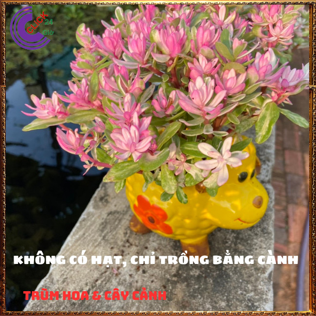 CÂY CẨM THẠCH LÁ HỒNG HẠNH PHÚC ĐẸP XINH XẮN SÁNG BỪNG GÓC VƯỜN⏰ TRÙM HOA VÀ CÂY CẢNH