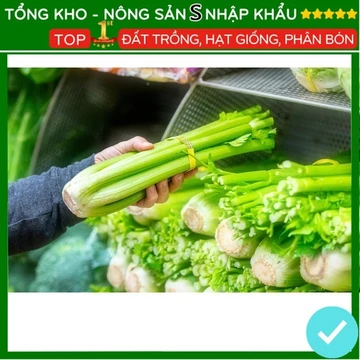 Hạt giống Cần Tây Bẹ To ép nước giống mới F1 kháng sâu bệnh