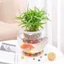 Chậu trồng cây lười PWSEND, Đồ dùng làm vườn có tay cầm Chậu trồng thủy canh, Tự tưới nước bao gồm chậu hoa đất lót